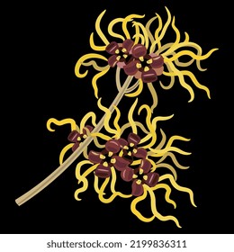 Blooming Branch Of Witch Hazel Plant. Hamamelis. Isolated Vector Illustration. On Black Background.