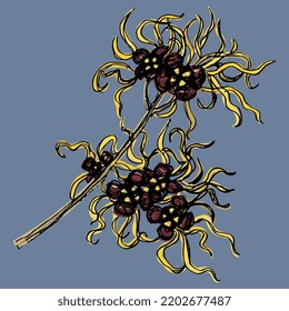 Blooming Branch Of Witch Hazel Plant. Hamamelis. Hand Drawn Sketch. On Blue Background.