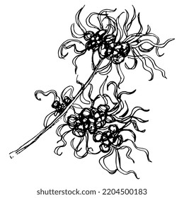 Blooming branch of Witch Hazel plant. Hamamelis. Hand drawn sketch. Black silhouette on white background.