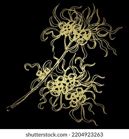 Blooming branch of Witch Hazel plant. Hamamelis. Hand drawn sketch. Golden silhouette on black background.