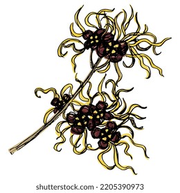 Blooming Branch Of Witch Hazel Plant. Hamamelis. Hand Drawn Colorful Sketch. 