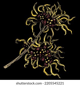 Blooming Branch Of Witch Hazel Plant. Hamamelis. Hand Drawn Colorful Sketch. On Black Background.