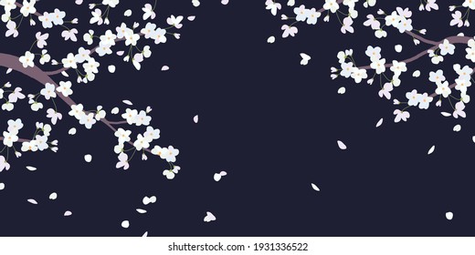 Blooming branches of white cherry trees in a flat style. The effect of blowing wind and flying petals. Japanese traditional Hanami, Valentine's Day, Mother's Day. Beautiful cherry Isolated on black.