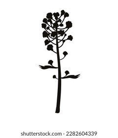 blooming brassica napus yellow flower, botany canola icon. Healthy food. Hand drawn illustration isolated on white background.