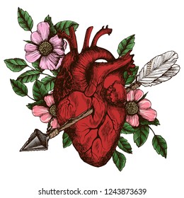 Blooming Broken Human Heart. Hand-drawn Vector Symbolic  Illustration With Anatomical Heart And Cupid's Arrow.