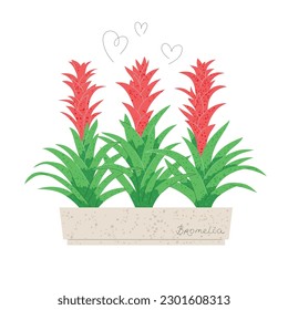 Blooming bromelia in a pot isolated on white