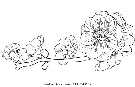 Blooming brunch of sakura, japanese tree. Vector illustration. 