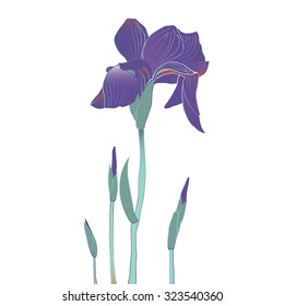 Blooming and budding iris flowers