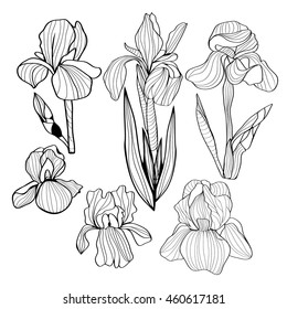 Blooming and budding iris flowers black and white set of a flower of iris. Vector Monochrome illustration
