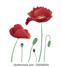 Blooming and budding red Poppy flowers