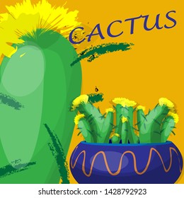 blooming cacti in a big pot, stylish concept