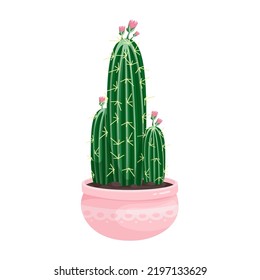 Blooming cacti, succulents in a flower pot. Cartoon vector graphics.