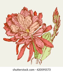 blooming cactus