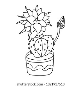 Blooming cactus with a beautiful big flower in doodle style. Houseplant in a pot decorated with ornaments. Hand drawn vector illustration of succulent in black ink on white. Isolated outline.