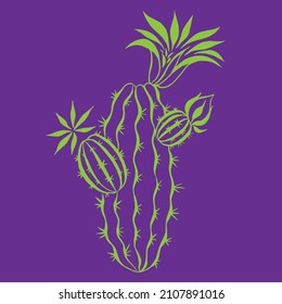 Blooming cactus. Calligraphic drawing, vector graphics.