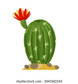 Blooming cactus flat illustration on white background. Desert and exotic plant.