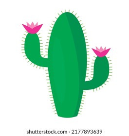 Blooming cactus on white background. Pink flowers. Mixican cactus. Plant.