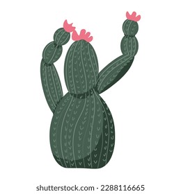 Cactus florecientes sobre fondo blanco