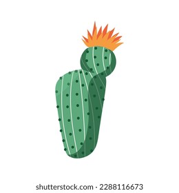 Blooming cactus on white background