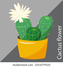 Blooming cactus in orange caspo on grey background. Floral vector illustration.