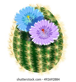 blooming cactus with a pair of flowers vector illustration