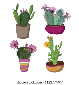 blooming cactus in a pot 