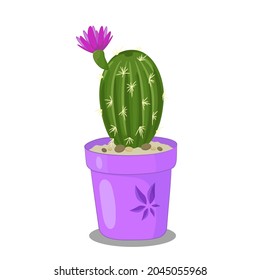 Cactus floreciente en una cacerola plana sobre fondo blanco. Planta residencial.