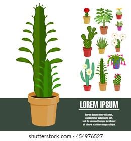 Blooming cactus. Vector illustration. Template page with the image of different kinds of cactus flower. Isolated on white background. Flat design.