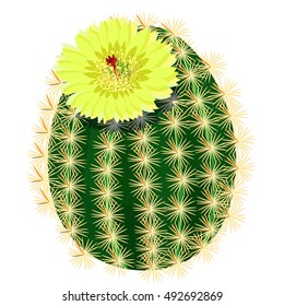 blooming cactus with yellow flower vector illustration

