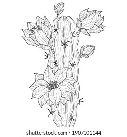 Blooming cactus.Coloring book antistress for children and adults. Illustration isolated on white background.Zen-tangle style. Black and white drawing.Hand drawn