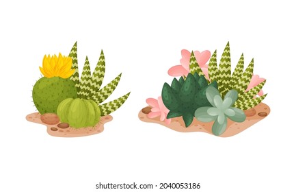 Blooming cactuses set. Desert and succulent plants among sand vector illustration