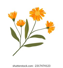 blooming calendula. medicinal flower illustration. cute plant.