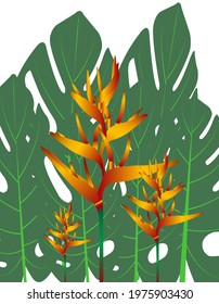 Blooming Canna lily with yellow and red petals isolated on white background. Gorgeous tropical flower.