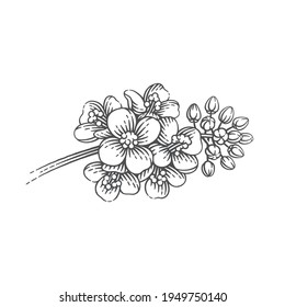 Blooming canola. Hand drawn engraving style vector illustration.