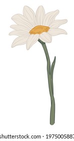 Flor de camomila floreciente, ícono aislado de planta con pétalos florecientes y tallo con hoja. Hierbas y decoración, regalo y adorno para tarjetas de felicitación. Presente romántico. Vector de estilo plano