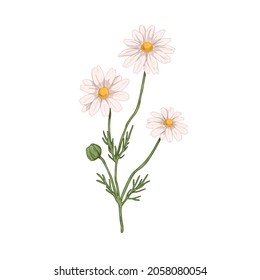 Blooming chamomile flowers. Botanical drawing of wild field camomile in vintage style. Floral plant with blossomed and unblown buds. Hand-drawn vector illustration of herb isolated on white background