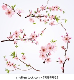 Blooming Cherry Blossom Branches Collection different shapes with buds and green leaves vector illustration