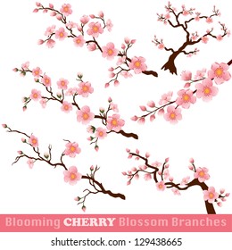 Blooming Cherry Blossom Branches Isolated On White. Vector