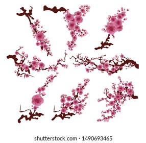 Blooming Cherry Blossom Branches Isolated on White. Chinese new year