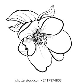 blooming cherry blossom tree vector illustration