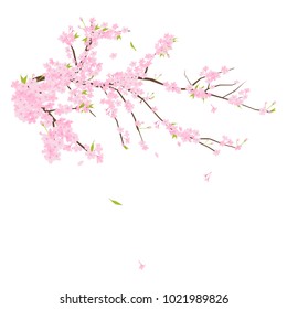 Blooming Cherry blossoms (pink sakura flowers) illustration in Japan.