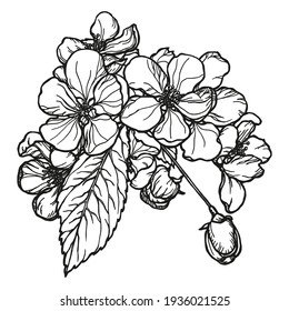 Blooming cherry branch. Hand-drawn monochrome sketch in pen and ink. Black and white with linear art on a white background. Spring botanical illustration. Vector.