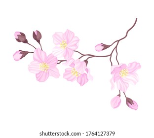 Blooming Cherry Branch with Tender Pink Flower Blossoms Vector Illustration