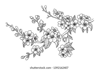 Blooming cherry branch, vector illustration. Sakura flowers, isolated line sketch on white background.