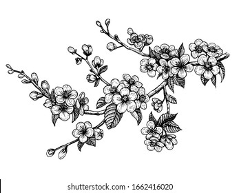 Blooming cherry branch, vector illustration. Sakura spring flowers, isolated hand drawn sketch on white background.