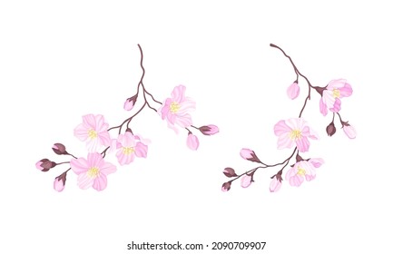 Ramas de cerezo en flor. Ramas de sakura con brotes de flores rosadas ilustraciones vectoriales