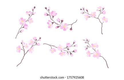 Blooming Cherry Branches with Tender Pink Flower Blossoms Vector Set