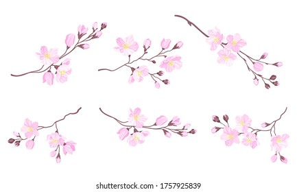 Blooming Cherry Branches with Tender Pink Flower Blossoms Vector Set