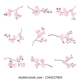 Blooming Cherry Branches with Tender Pink Flower Blossoms Vector Set
