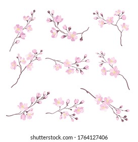 Blooming Cherry Branches with Tender Pink Flower Blossoms Vector Set